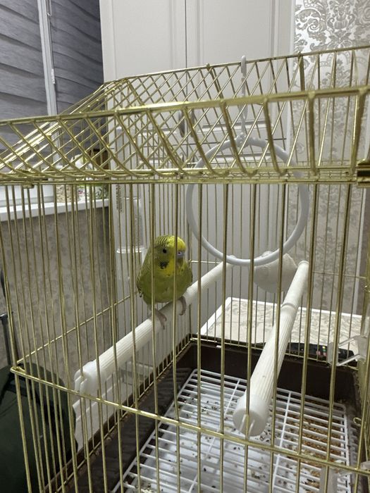 Попугай на продажу, срочно