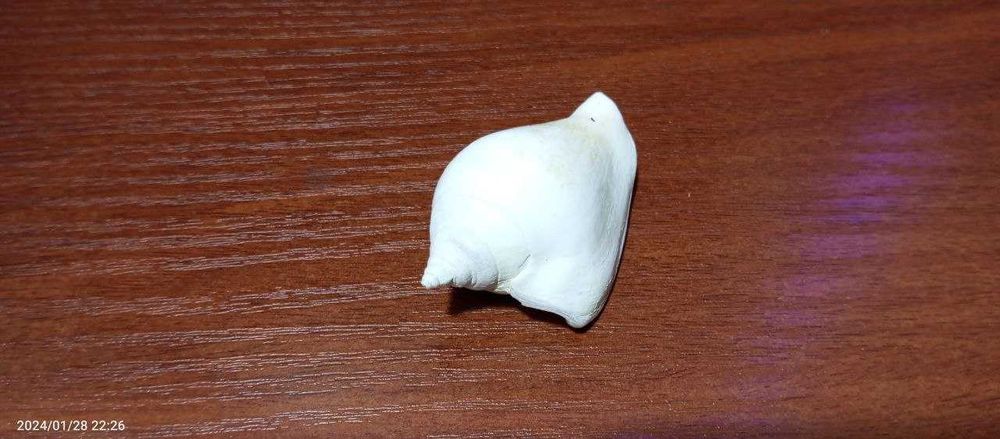 Натуральный белый коралл и ракушки