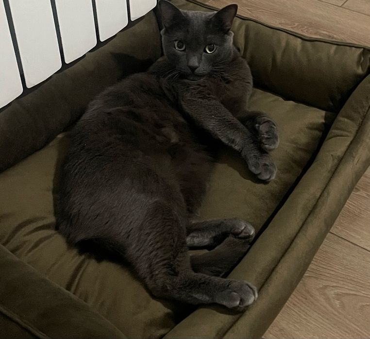 Отдам в хорошие руки кота