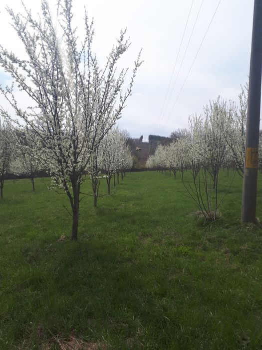 Продава се Сливова овощна градина