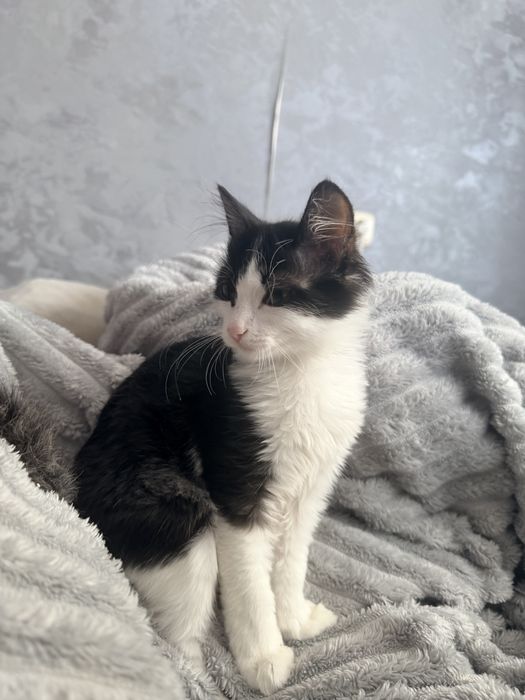 Отдам Котенка в хорошие руки