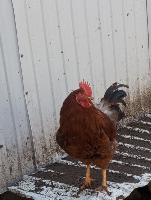 Продам петуха. Рыжего