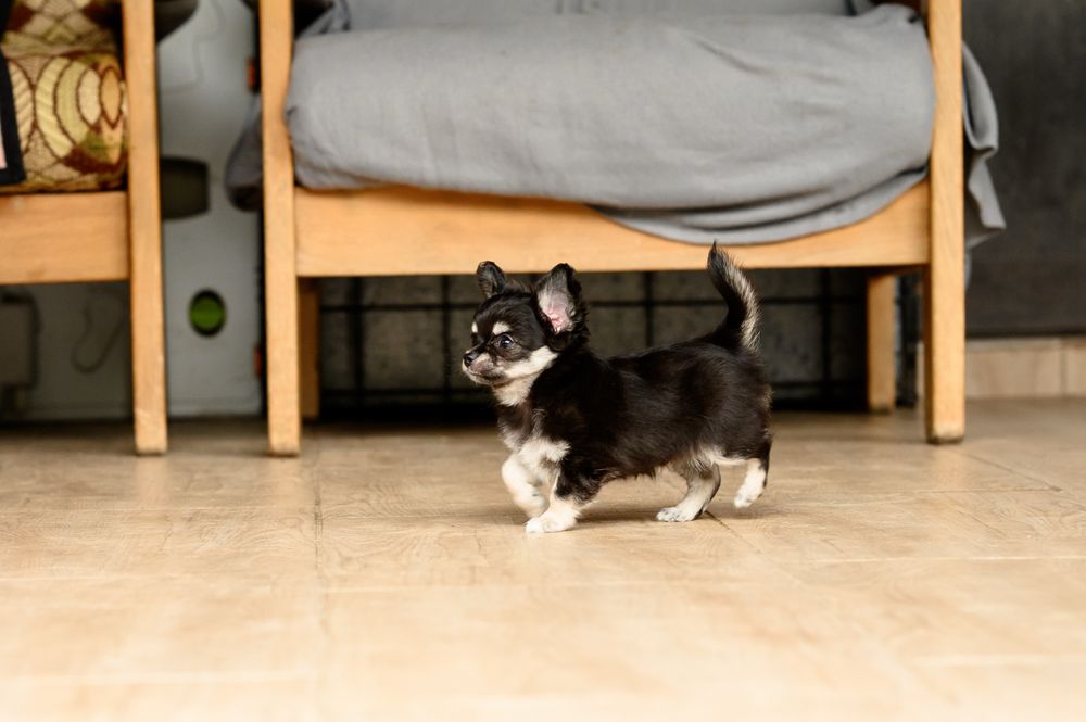 Chihuahacu  par lung