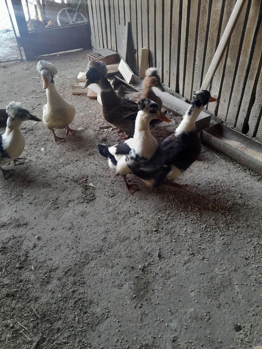 Familie de găini playmont rokh barat și rațe cu  moț