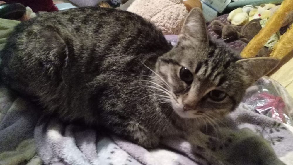 Бесплатно в добрые руки