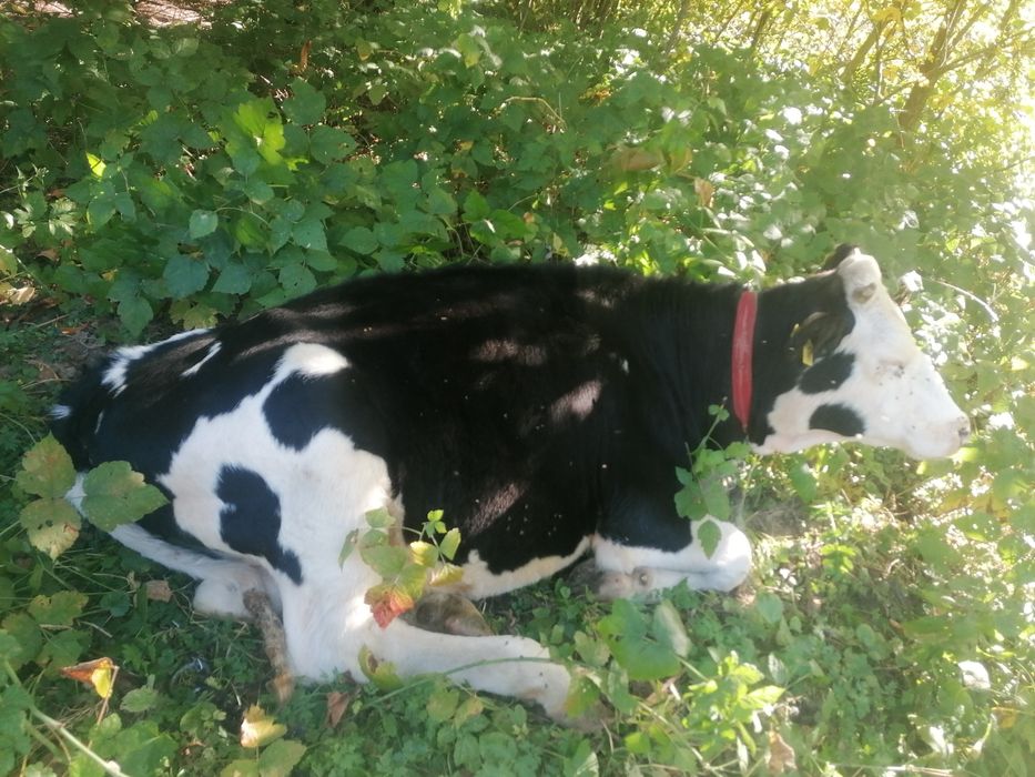 Vițea Bălțată cu Holstein (1 an, ~200 kg) – crescută natural