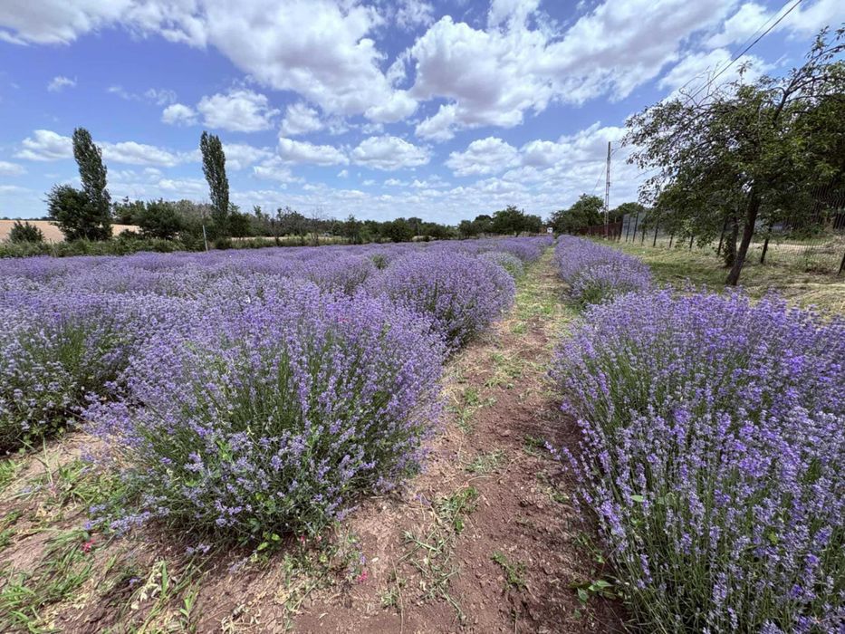 Ulei de lavanda natural (100ml)
