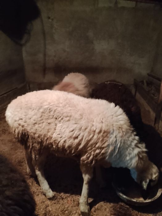 Қойлар сатылады саудасы бар