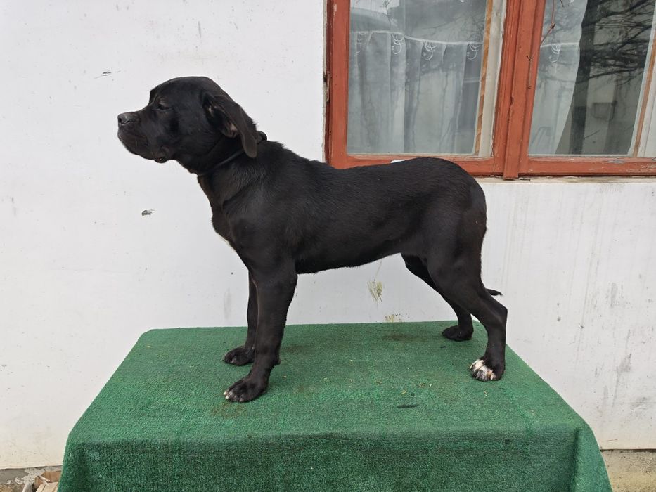 Femela superbă Cane Corso