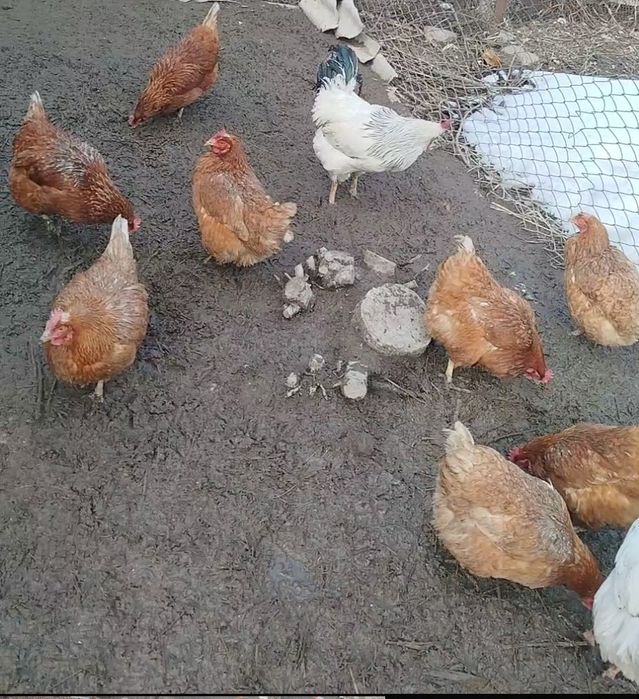 Продам или обменяю