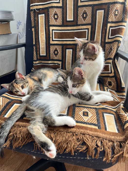 Котята домашние милые