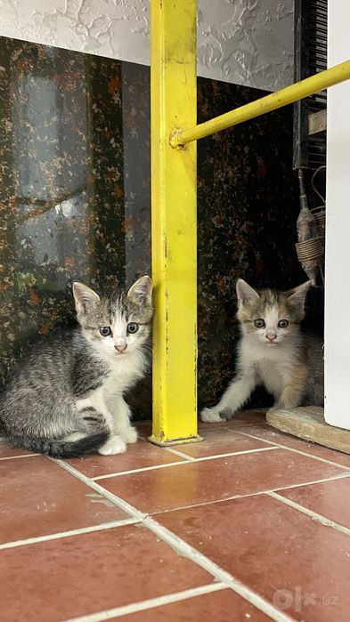 4 дана Домашняя кошка