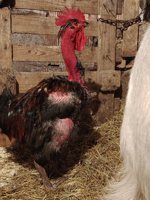 De vânzare 2 cocoși grași