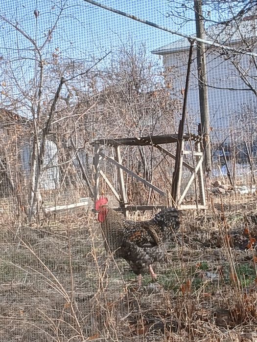 Продается петухи