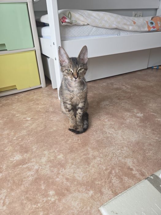 Отдам котёнка в добрые руки
