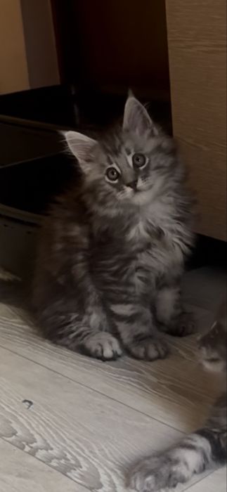 Котята породы мейн-кун
