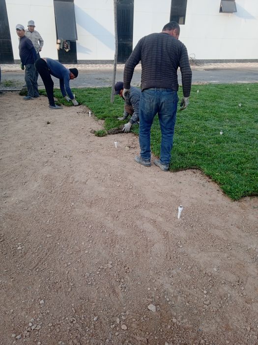 Газон тайори рулон 55000 сум