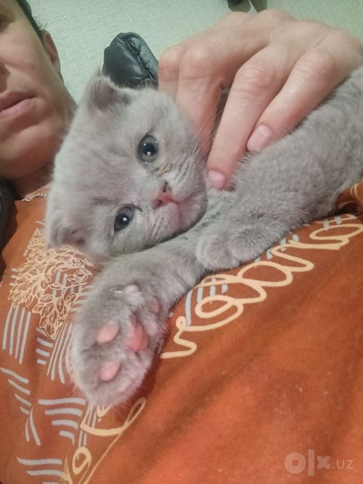Котята скотиш фолд
