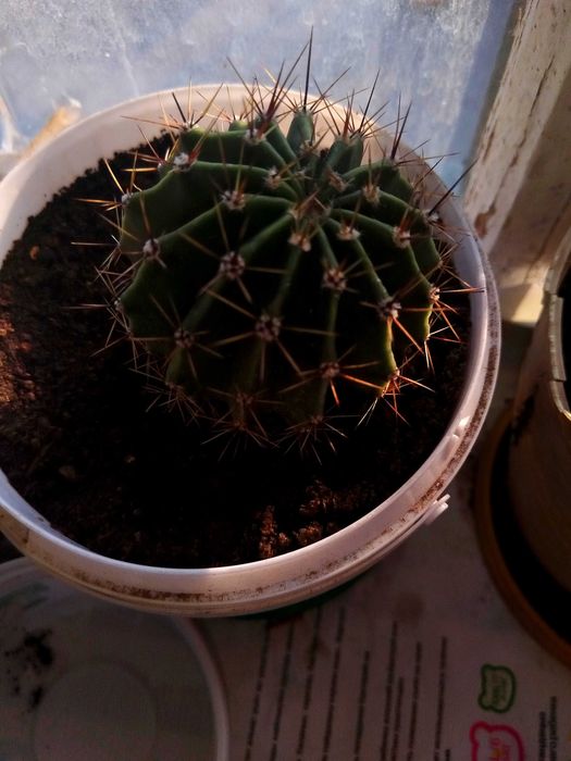 Кактус Эхинопсис Трубкоцветный