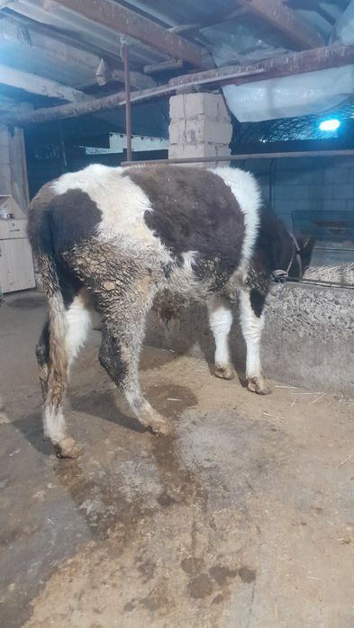 Өгіз сатылады еркек