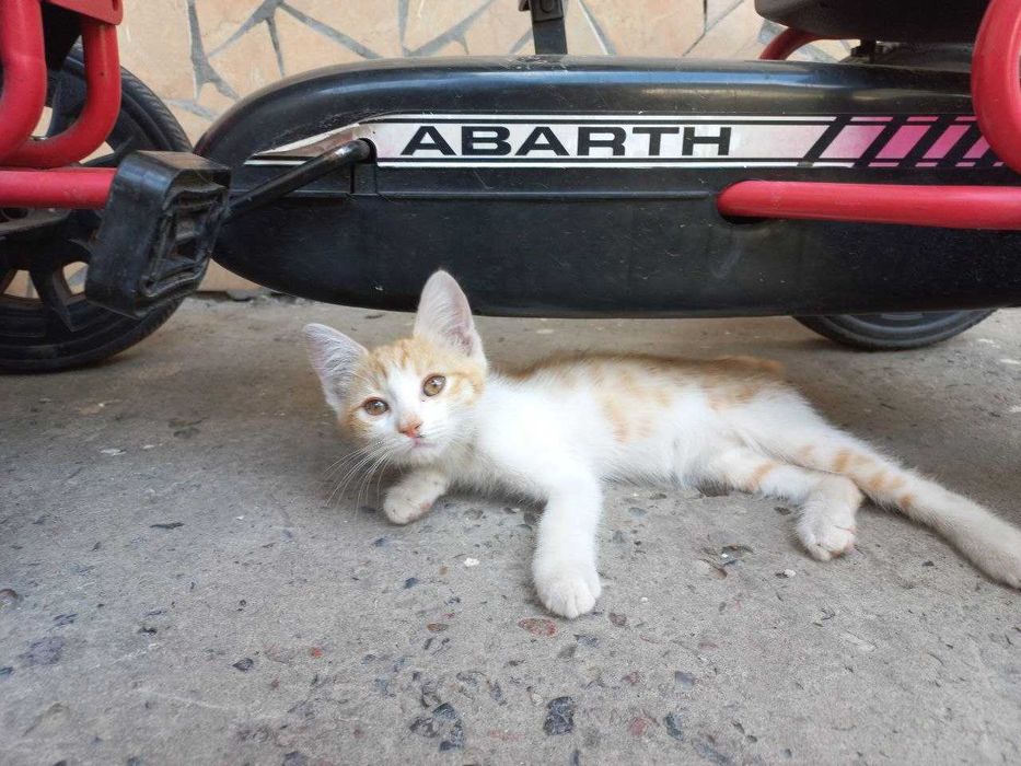 Мушук Котёнок 2 месячный добрые руки Активный здоровый и очень игривый