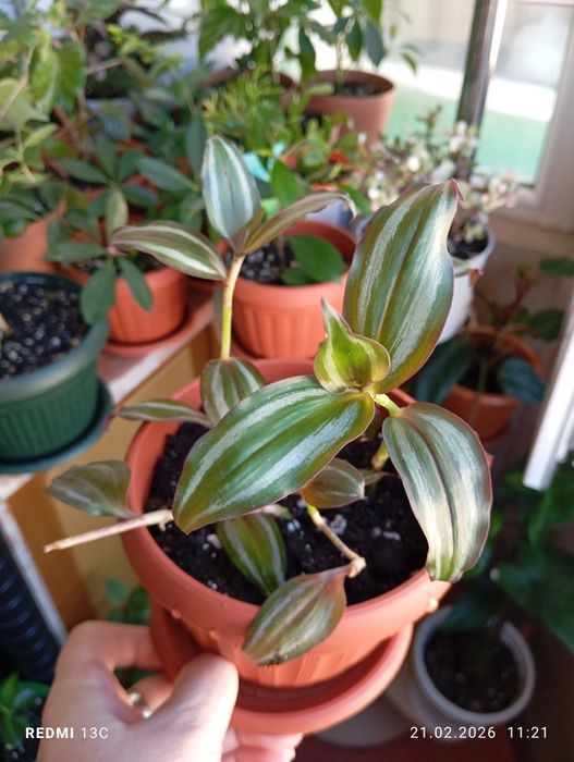 Продам комнатные растения