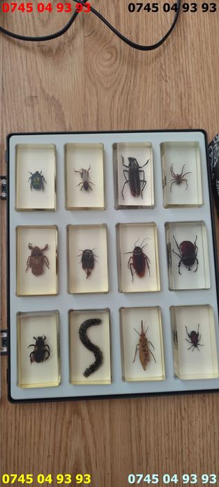 insecte in rasina deagostini 22 buc pret pe toate