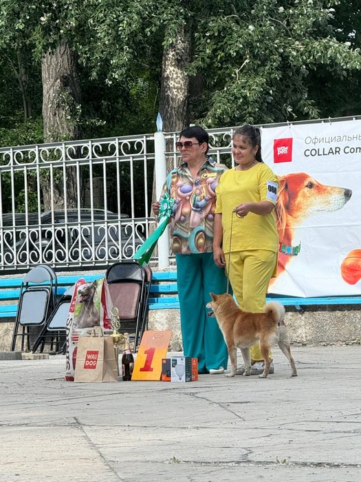 Сиба Ину кобель для вязки