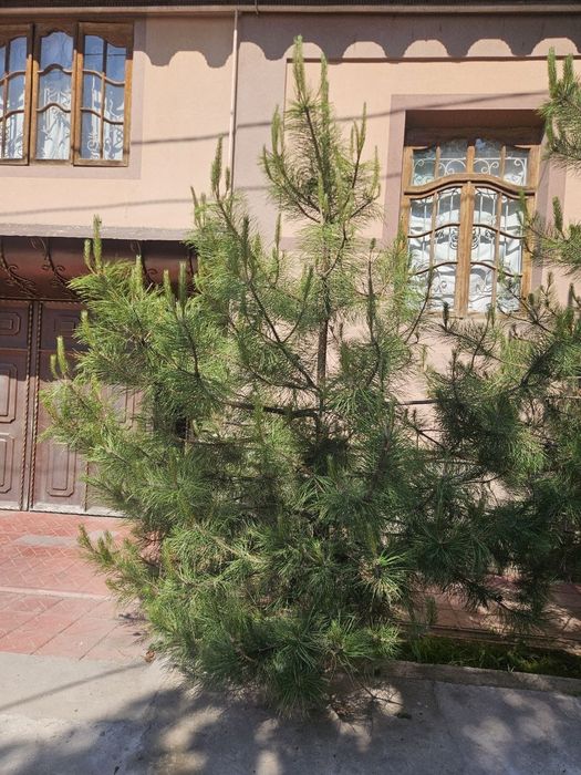 Продаётся сосны 6шт, арчалар сотилади 5-8метр
