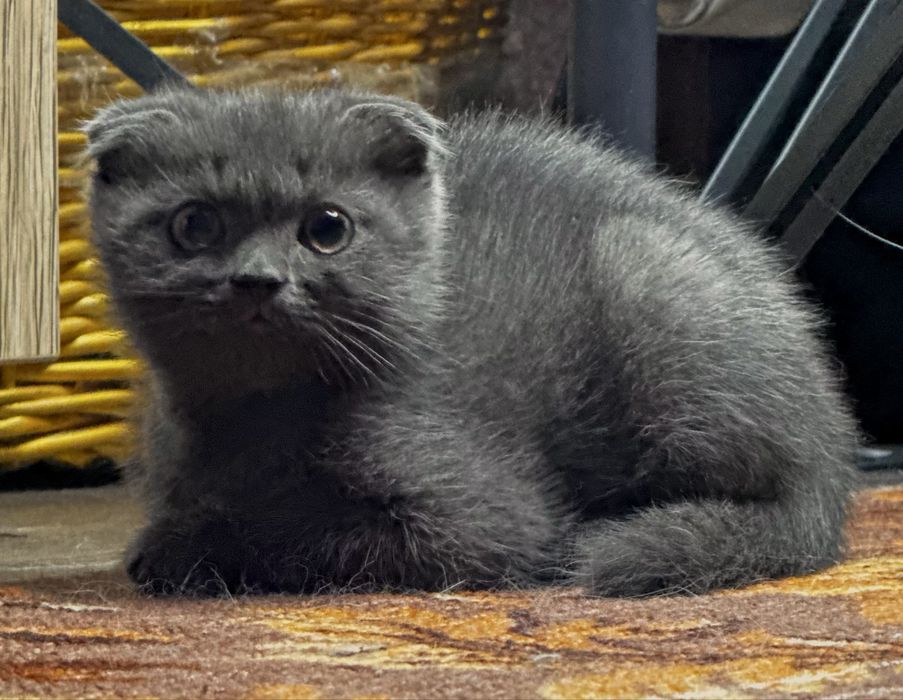 Котенок Скоттиш фолд вислоухий чистокровный