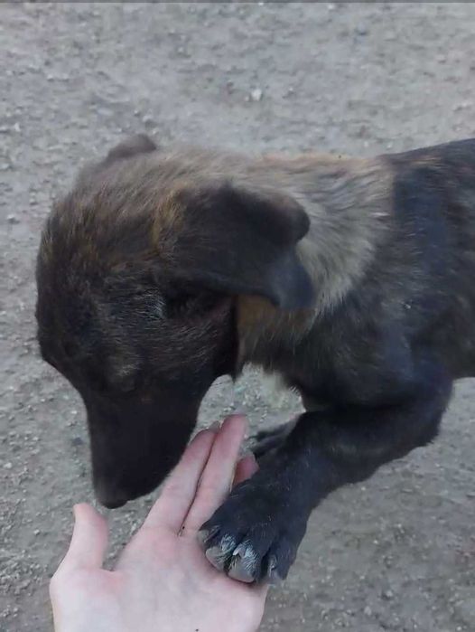 2 малки кученца спешно търсят дом!