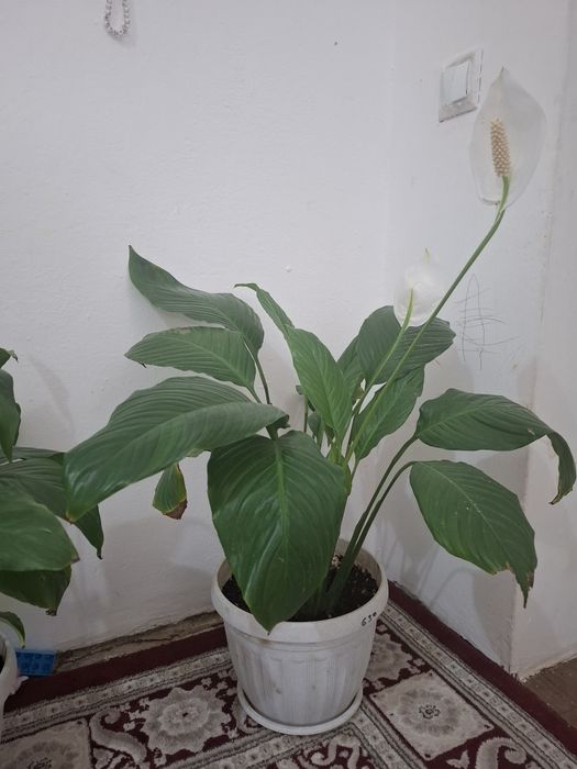 Продам комнатные цветы