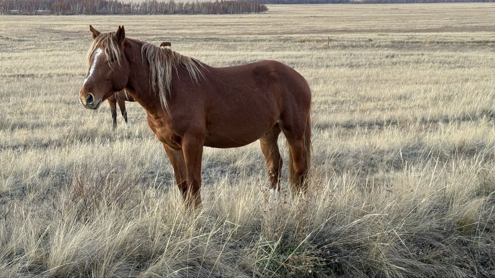 Продам жеребца, возраст 4 года.