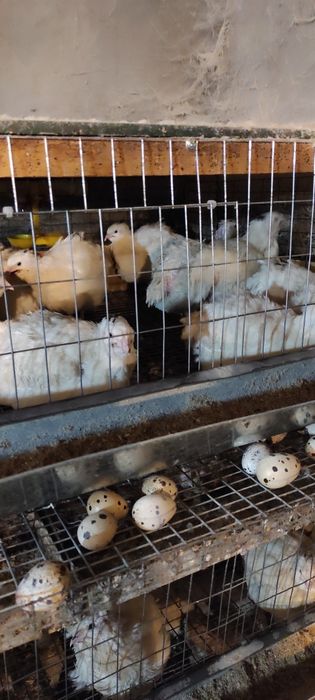 продам перепелов