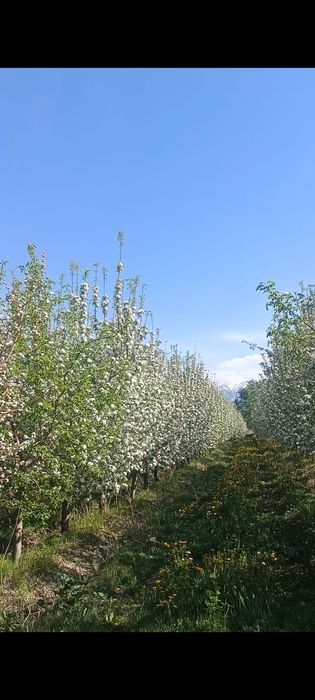 Продам сад, 2,5 гектара