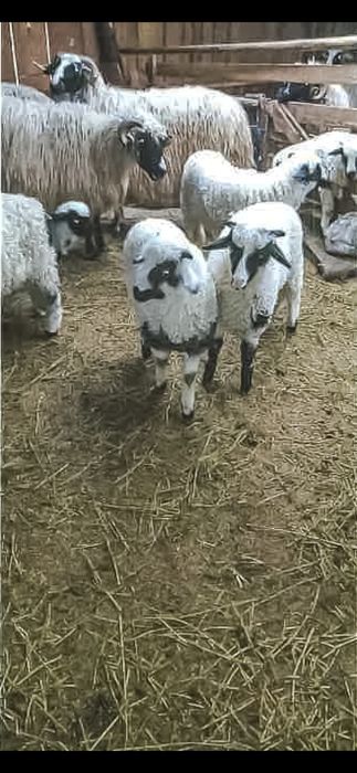 Caut cioban la 400 de oi