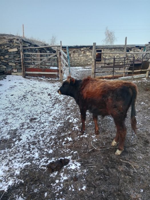 Сельхоз животные