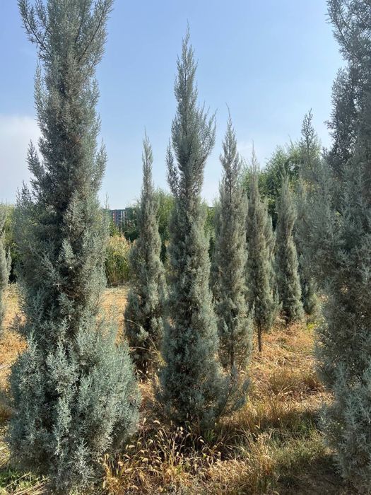 Кипарис Аризонский Kipariz Arizonika Cupressus Arizonica