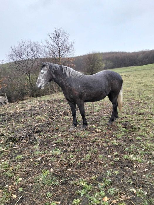 Vând 2 cai un armasar de 1 an si o iapa de 5 ani