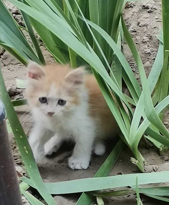 Котята  5 шт. родились 29 апреля