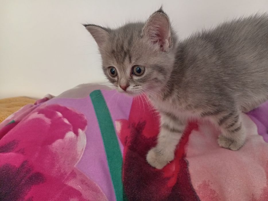 Котята в добрые руки!!!