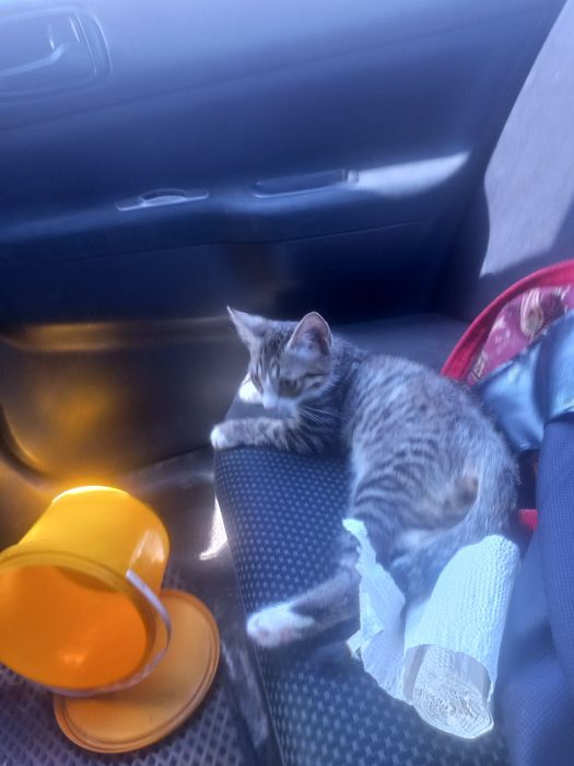 Отдам даром кота