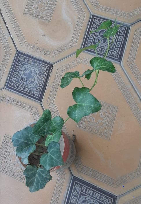 Цветы,    цветы.