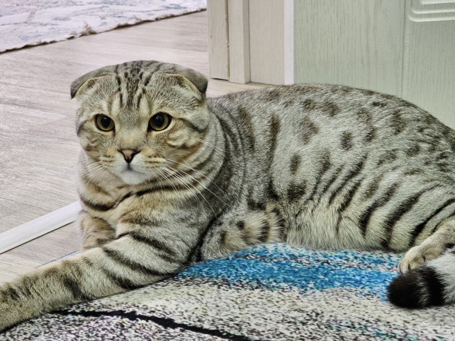 Продам кота (смесь Бенгальский + Британский)