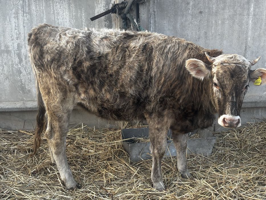 Телка Алатауской породы