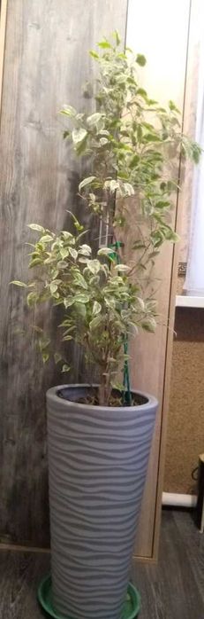 Продам комнатные цветы