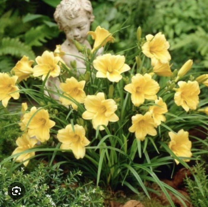 Лилейник желтый раннецветущий