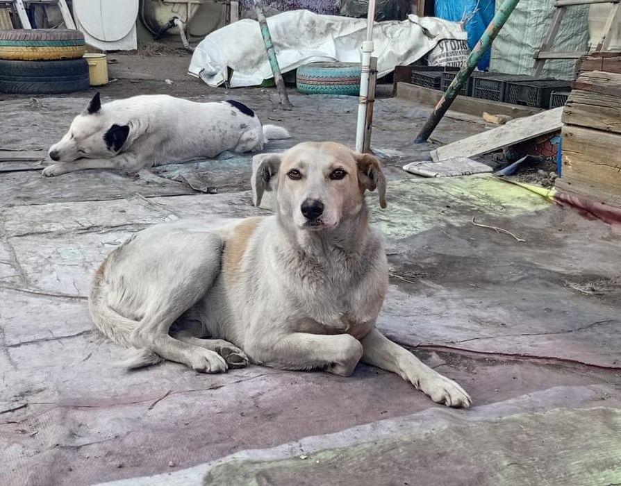 Срочно!!!Ищу дом вот такой девочке.