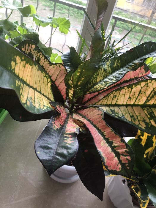 Продам кротон Вилма