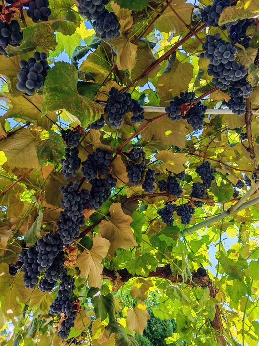 Struguri de vin dulci și zemoși